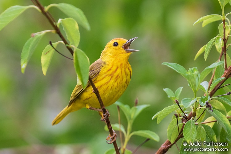 Yellow Warbler, Guadeloupe